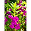 Niecierpek Balsamina Sandra
