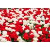 Zestaw tulipanów pełnych - białych i czerwonych - 50 szt.