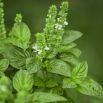 Bazylia Floral Spires - przyprawowa i ozdobna
