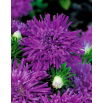 Aster chryzantemowy Demon - fiołkowy