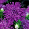 Aster chryzantemowy Demon - fiołkowy