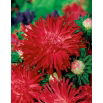Aster chryzantemowy Flaming - czerwony