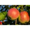 Jabłoń Koksa Pomarańczowa - sadzonka XXL
