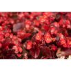Begonia stale kwitnąca czerwona, czerwonolistna
