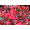 Begonia stale kwitnąca czerwona, czerwonolistna