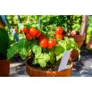 Mini ogród - Pomidor typu cherry - czerwony - do uprawy na balkonach i tarasach