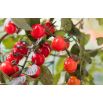 Mini ogród - Pomidor typu cherry - czerwony - do uprawy na balkonach i tarasach
