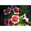 Petunia ogrodowa Iluzja - czerwona