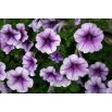 Petunia ogrodowa Tęcza - fioletowa