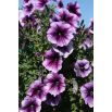 Petunia ogrodowa Tęcza - fioletowa