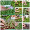 Microgreens - Bomba witaminowa - nasiona na dobre zdrowie - zestaw 10 szt. + pojemnik do uprawy