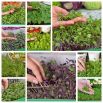Microgreens - Fit pack - doskonały dodatek do sałatek - zestaw 10 szt. + pojemnik do uprawy