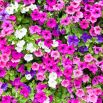 Petunia - Mieszanka balkonowa