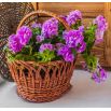 Petunia pełna Duo F1 - mieszanka