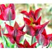 Tulipan Omnyacc - opak. 5 szt.