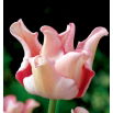Tulipan Witty Picture - 5 szt.