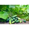 Ogórek Skaner - gruntowy, konserwowy, wczesny