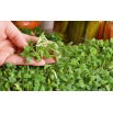 Microgreens - Ogórecznik lekarski - młode listki o unikalnym smaku