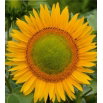 Kwiaty Polskie Słonecznik średnio-wysoki - Amor Amant