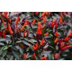 Papryka Black Royal - typu Chili