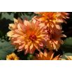 Dalia - Autumn Fairy