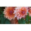 Dalia - Autumn Fairy