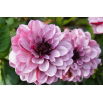 Dalia - Creme de Cassis