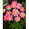 Dalia - Hartenaas