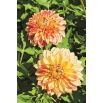 Dalia - Lake Ontario