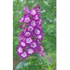 Penstemon
