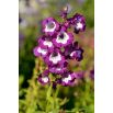 Penstemon