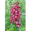 Penstemon