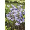 Hiacynt kalifornijski, Brodiaea - Queen Fabiola - 10 szt.