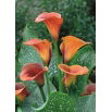 Calla Mango