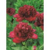 Piwonia, Paeonia - Red Charm - sadzonka