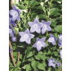 Platykodon, Rozwar wielkokwiatowy - Fuji Blue