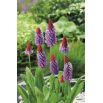 Pierwiosnek storczykowy - Primula vialii - sadzonka