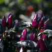 Papryka Black Royal - typu Chili