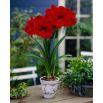 Hipeastrum - Amarylis - Red Lion
