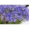 Agapant niebieski - Agapanthus Blue