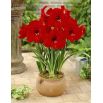 Hipeastrum - Amarylis - Red Lion
