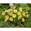 Liliowiec Stella D'oro