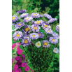 Aster karłowy Ribbon Blue - niebieski