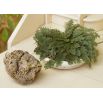 Róża jerychońska - Rose of Jericho
