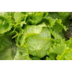 Sałata Kwiryna - gruntowa, lodowa, krucha, wczesna