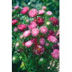 Aster karłowy Ribbon Red - czerwony
