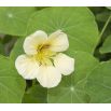 BIO Nasturcja wysoka - mieszanka kolorów - certyfikowane nasiona ekologiczne