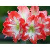 Hipeastrum - Amarylis - Minerva