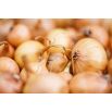 Cebula Stuttgarter Riesen - 100 gram
