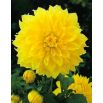 Dalia - Kelvin Floodlight - kwiaty XL
